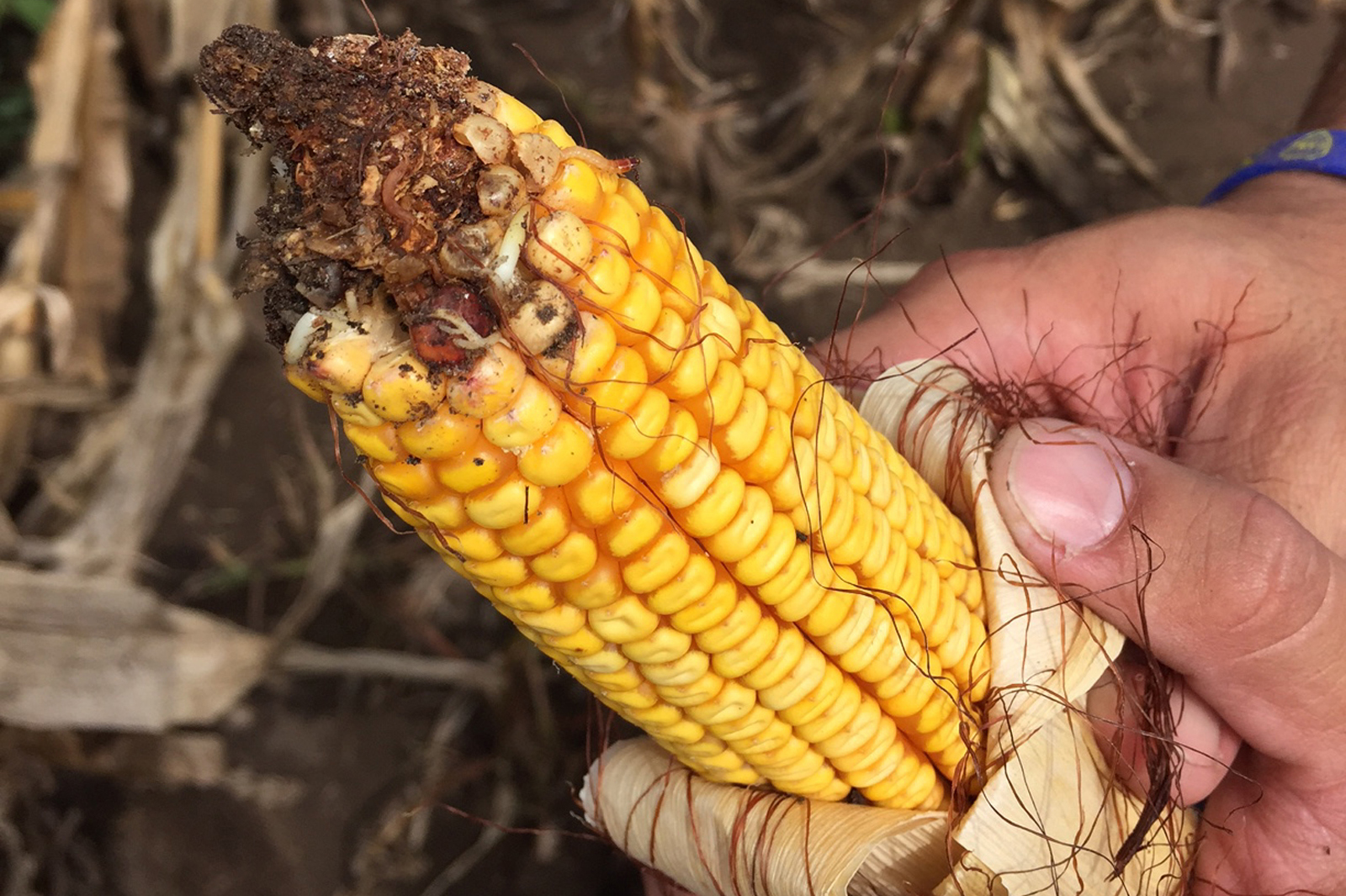 Maize harvested in Argentina in 2016. This corn was intended for export but was contaminated with mycotoxins. [Photo: Newton Padovani, Nutriad International]