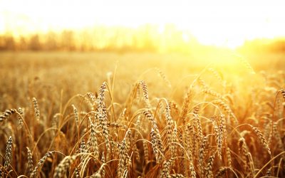 NZ farmer set wheat record. Photo: Shutterstock