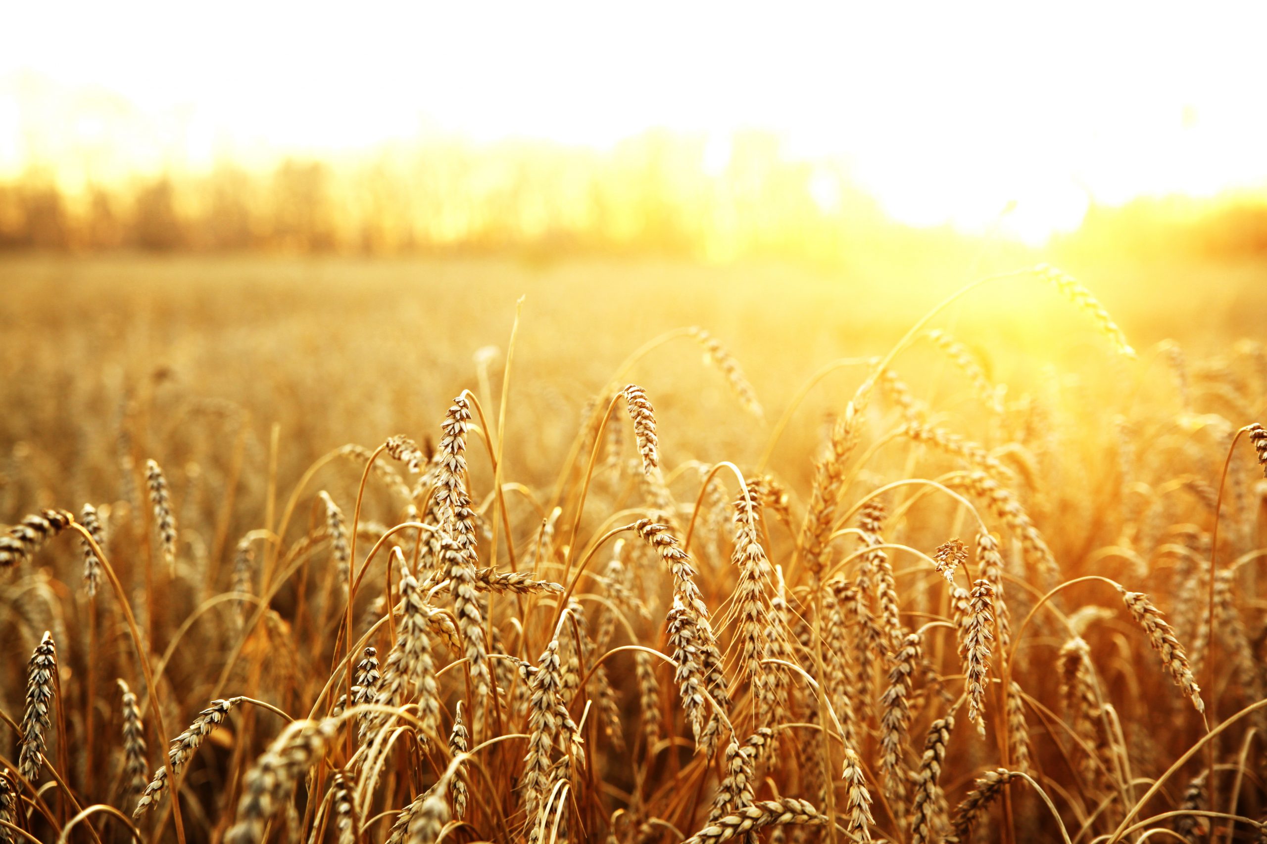 NZ farmer set wheat record. Photo: Shutterstock