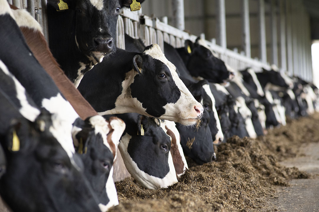 In lactating cows, a 20% reduction in methane emissions represents the same amount of energy needed to synthesize 0.6 kg/d of milk. Photo: Mark Pasveer