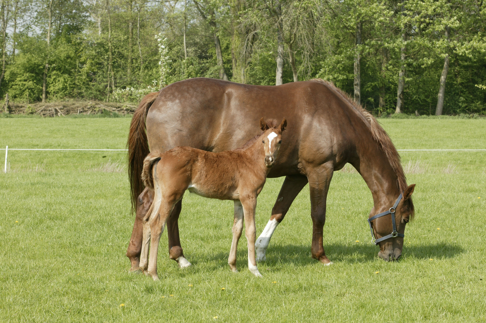 Could specific probiotic improve colostrum quality?