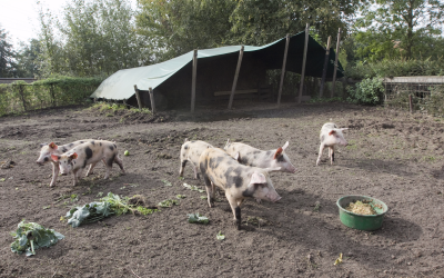 Farming in tropics more intensive with better forage