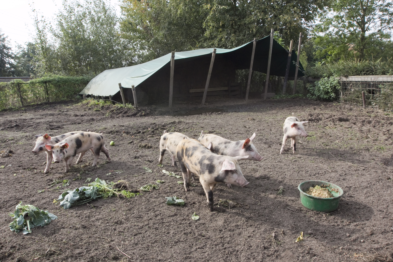 Farming in tropics more intensive with better forage