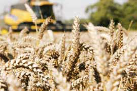 Rapid biosensor to detect mycotoxins in wheat