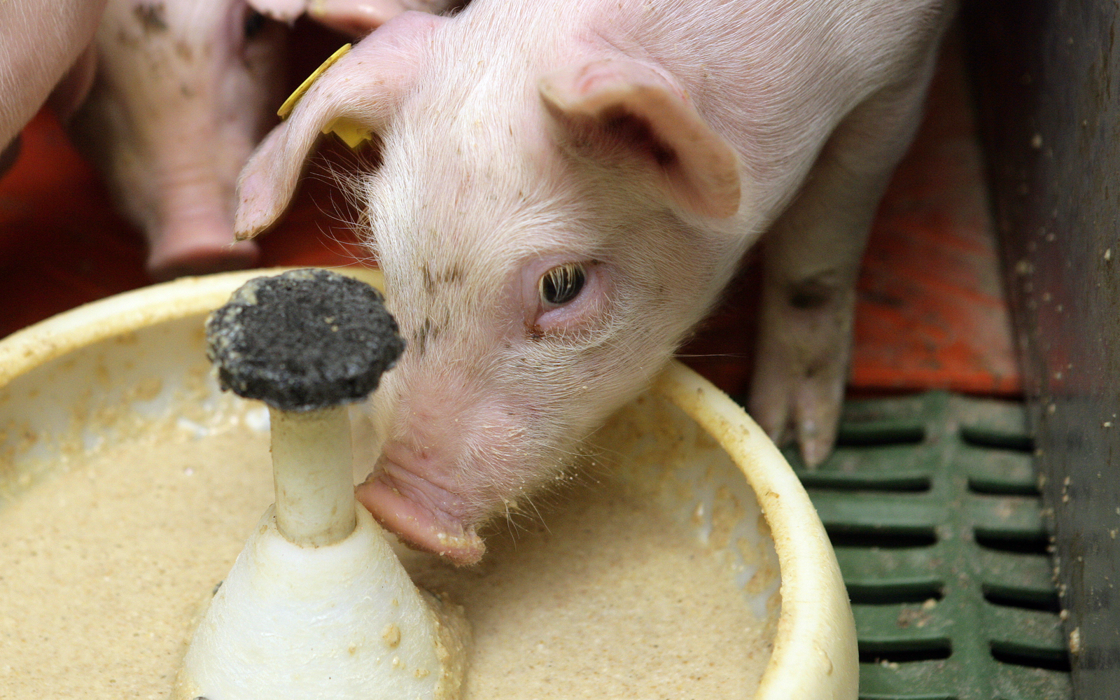 The practical implication of this report is that most current formulation practices using digestibility values based on growing and finishing pigs inherently over-estimate the true digestibility of the raw materials for the weaned piglet.