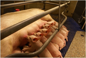 Mycotoxins: Hidden threat to newborn piglets