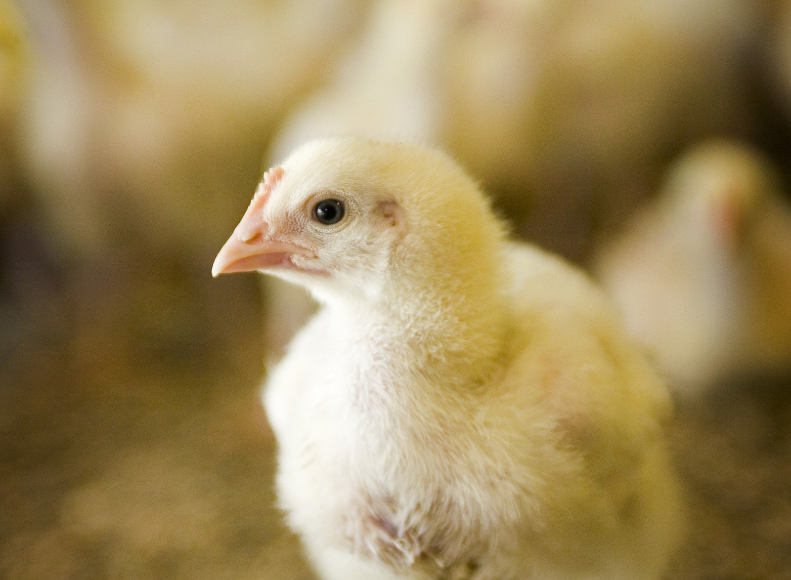 International Health Care Ltd: Chicken additive - All About Feed International Health Care Ltd: Chicken additive - All About Feed