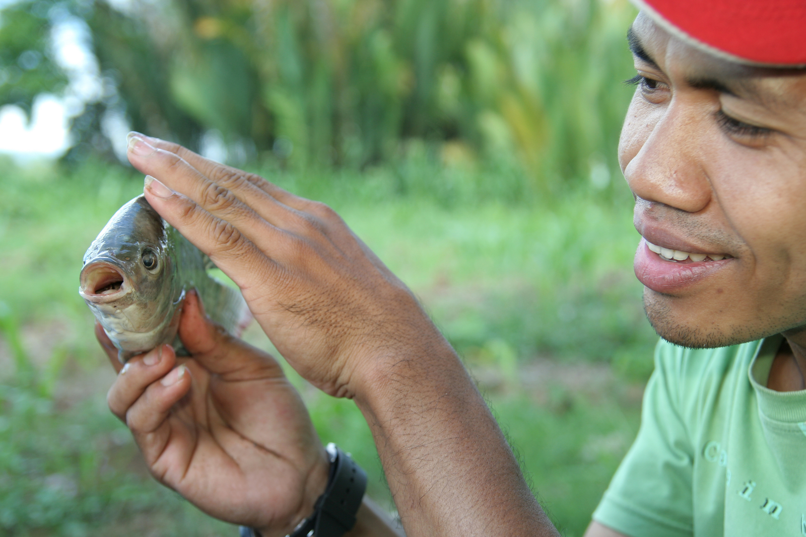 Chopped black soldier fly larvae (grown on hen manure) fed to blue tilapia alone or in combination with commercial diets resulted in similar  performance (body weight and total length) as the  control diets.