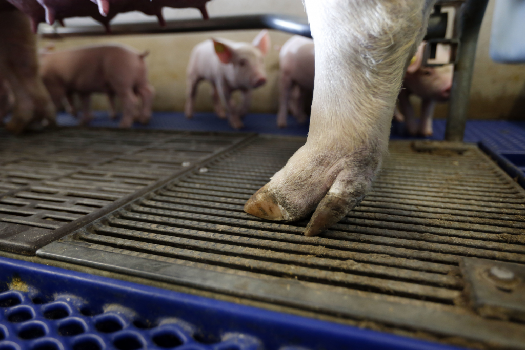 Trace Minerals Can Counter Reproductive Problems in Swine – Zinpro®