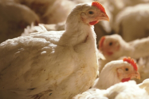 Nutrition and (hot) climate course in poultry