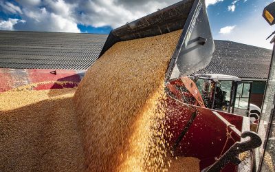 The variable import duty for corn was introduced in 2010, when the European Commission adjusted the grain market regulation. Photo: Ronald Hissink