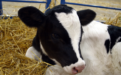Avoid cutting corners when it comes to calf nutrition