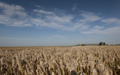 More cereals on world market in 2017. Photo: Shutterstock