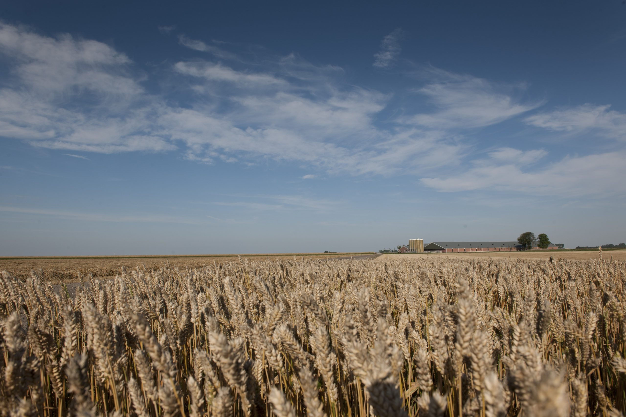 More cereals on world market in 2017. Photo: Shutterstock