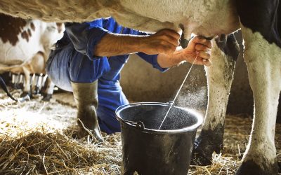 Combining proper rumen nutrition with strengthening the animal s immune system provide higher production and daily quality of milk. Photo: Shutterstock