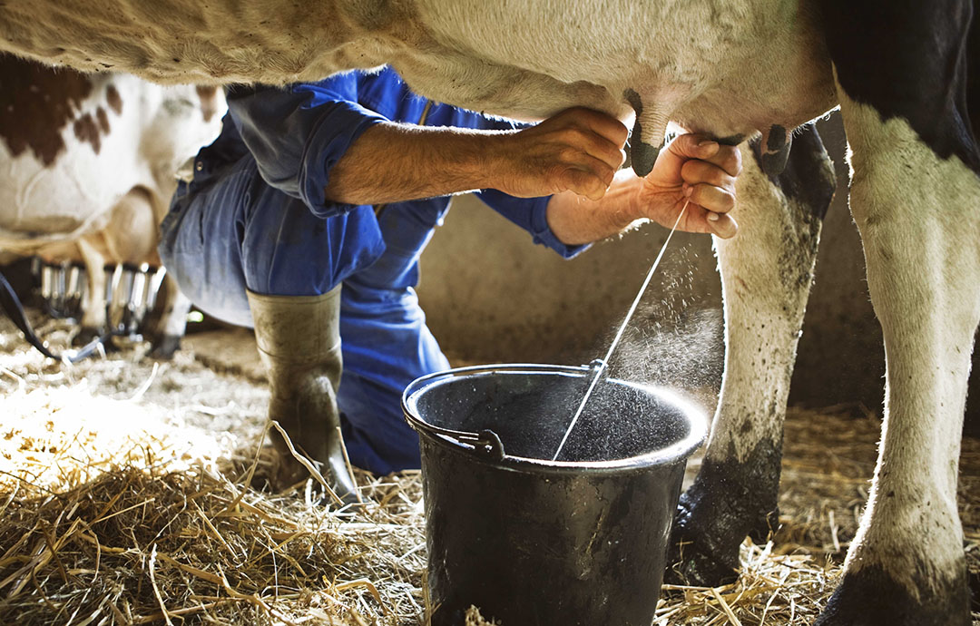 Cow Milk Production Process