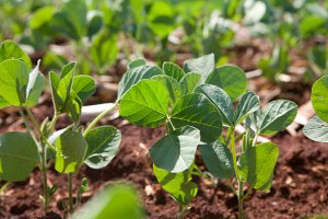 Continued drought  may force earlier soy planting