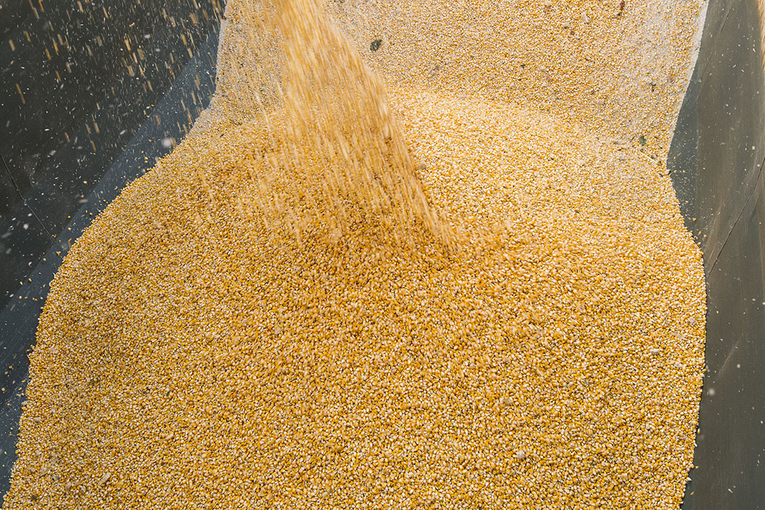 Corn processing methods tested on cow performance - All About Feed Corn processing methods tested on cow performance - All About Feed