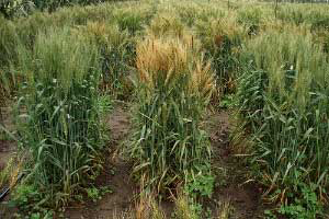 Wheat head blight mycotoxins profiled for first time