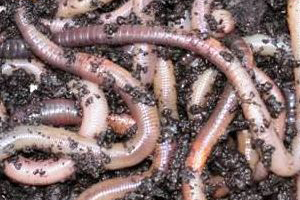 Earthworms - an animal feed alternative