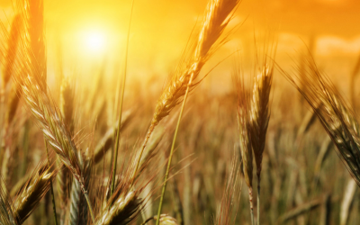 Wheat survey to maximise feed value