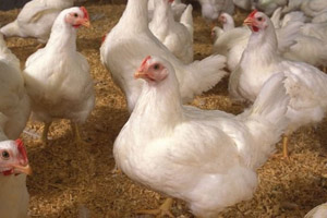 Research: Feeding hens with hemp