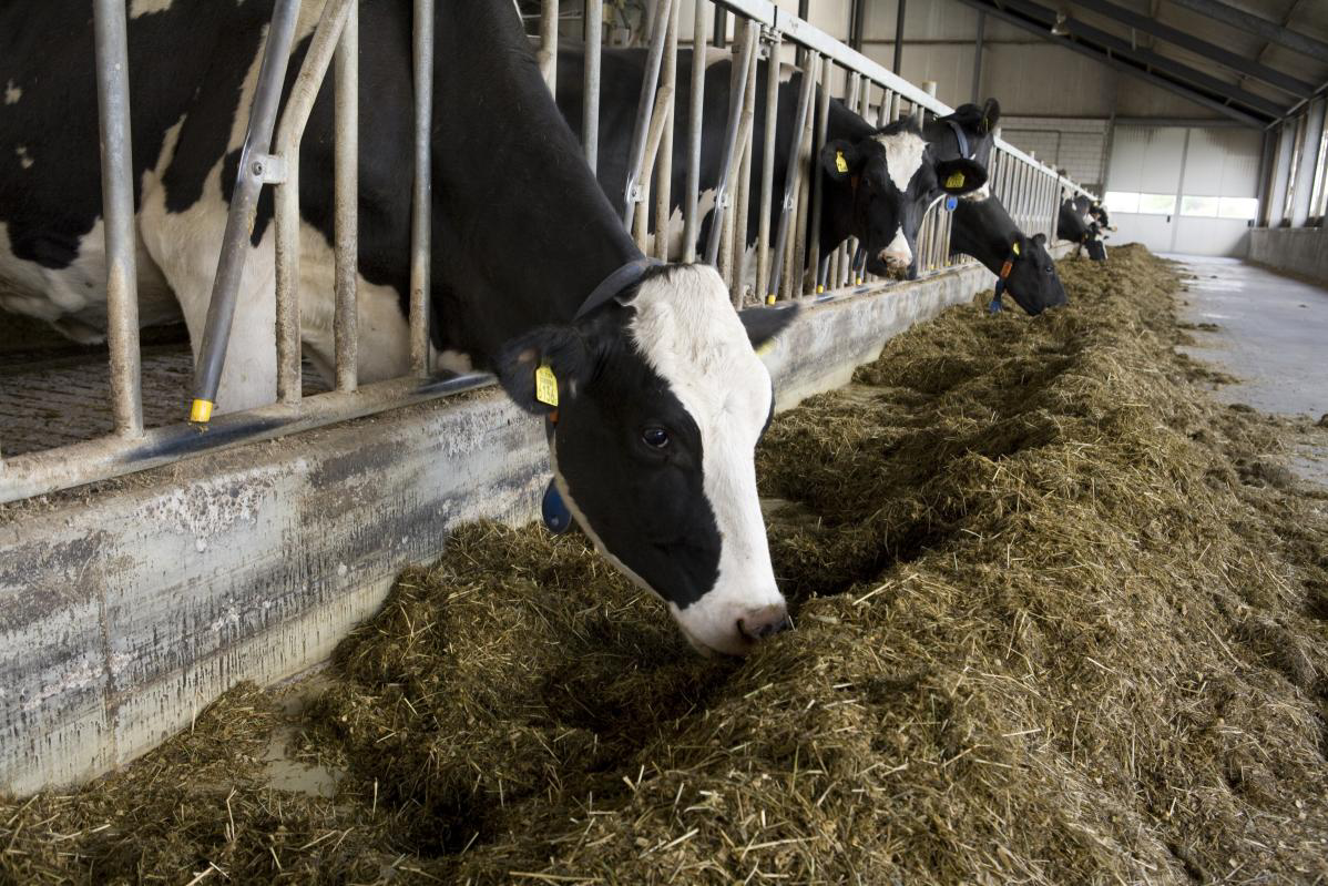 Russia witnesses a decrease in cattle feed production