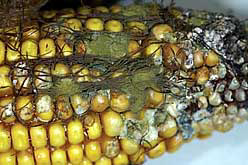 Drought caused increase in US corn contamination