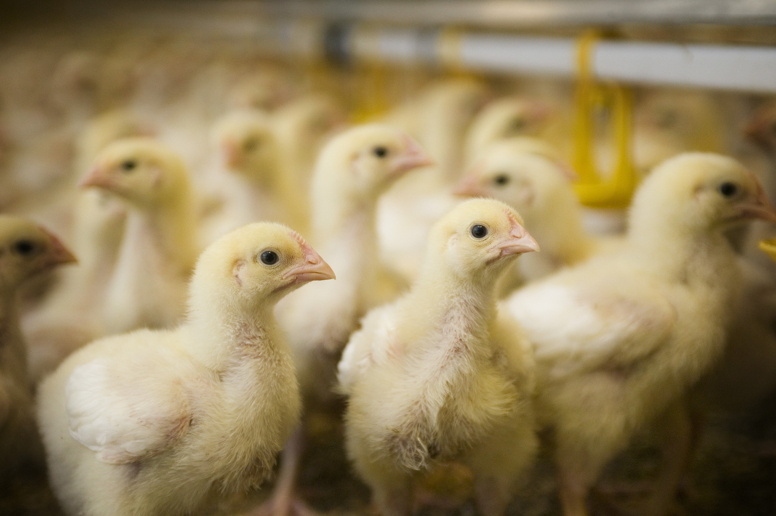 6 ways to combat cellulitis in broilers