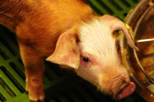 It is difficult to underestimate the importance of the gut for the development of pigs.