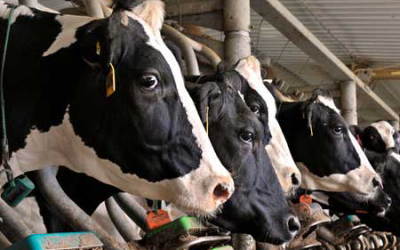 More than 8% of German farmers want new feeding system