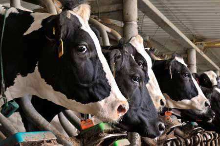 More than 8% of German farmers want new feeding system