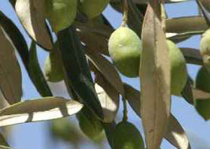 Olive leaves, a good alternative to save on feed costs