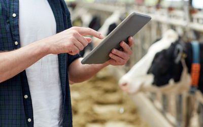 agriculture industry, farming, people, technology and animal husbandry concept - man or farmer with tablet pc computer and cows in cowshed on dairy farm; Shutterstock ID 558271576; PO: AAF