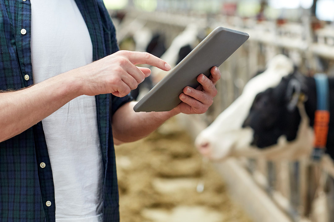 agriculture industry, farming, people, technology and animal husbandry concept - man or farmer with tablet pc computer and cows in cowshed on dairy farm; Shutterstock ID 558271576; PO: AAF