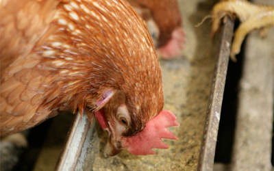 A new tracker contract will insure egg producers against volatile movements in feed costs.