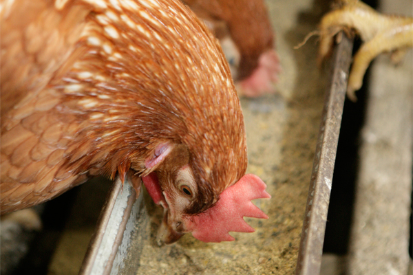A new tracker contract will insure egg producers against volatile movements in feed costs.