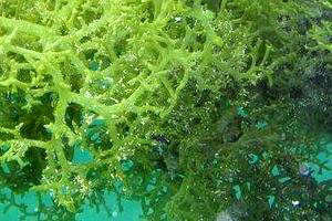 Olmix chooses seaweed as focus of production