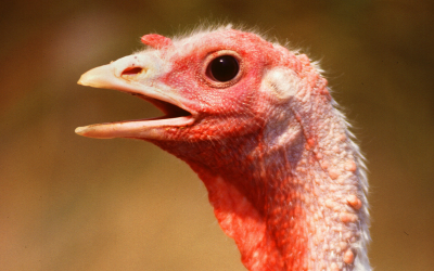 Dual strain probiotic boosts turkey performance
