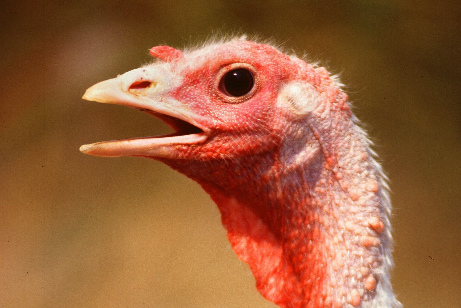 Dual strain probiotic boosts turkey performance