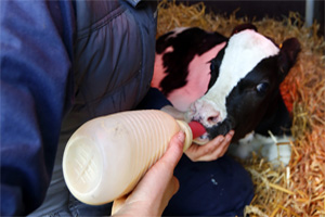 Better growth with intensive calf feeding