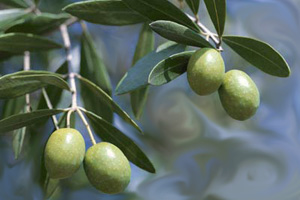 Effect of olive leaves on growth performance in broilers