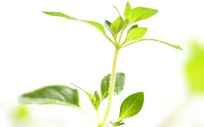 Biomin puts phytogenics in focus at VIV Asia. Photo: Shutterstock