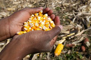 Global demand for maize puts stress on South African market