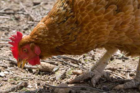 Feed prices hamper Nigeria&apos;s poultry industry