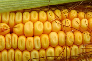 Study: High nitrogen rates increase micronutrient uptake