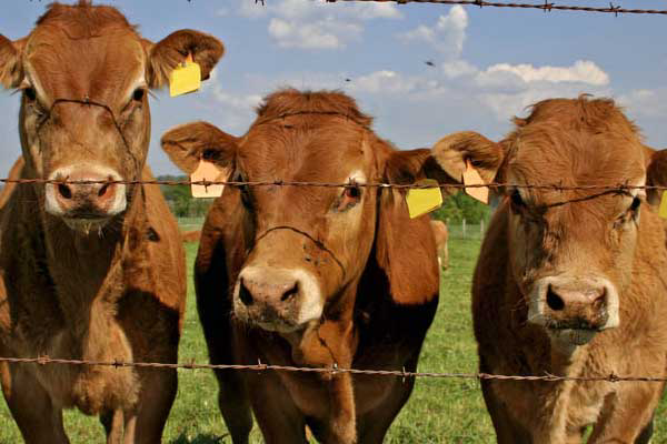 US: Livestock to benefit from yogurt plant