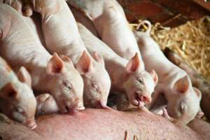 Research: Both piglets and sows can benefit from milk replacers