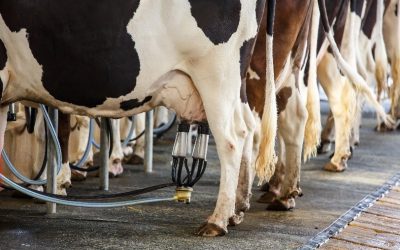 Optimising milk fat strengthens dairy profits. Photo: ICC