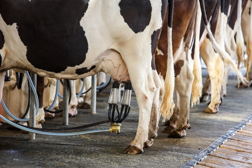 Optimising milk fat strengthens dairy profits. Photo: ICC